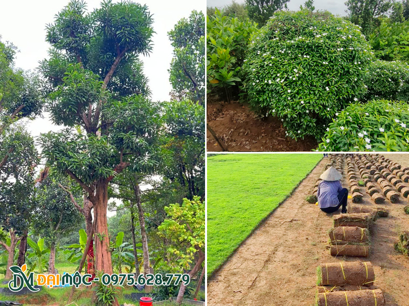 Các loại cây thường trồng sân vườn gia đình