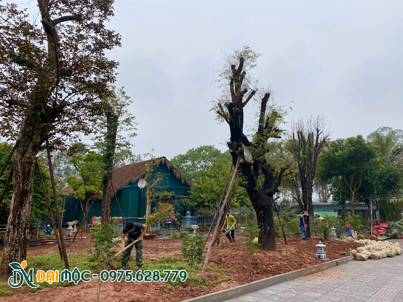Dịch vụ thi công cảnh quan trọn gói, bảo hành 6 tháng đến 1 năm trồng