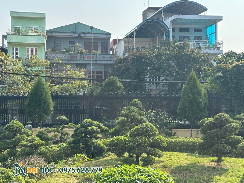 Hoàn thành dự án trồng cây hoàng đàn tuyết cho biệt thự