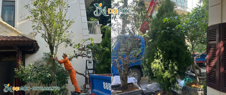 Dự án trồng cây cổ thụ cho biệt phủ nội thành Hà Nội
