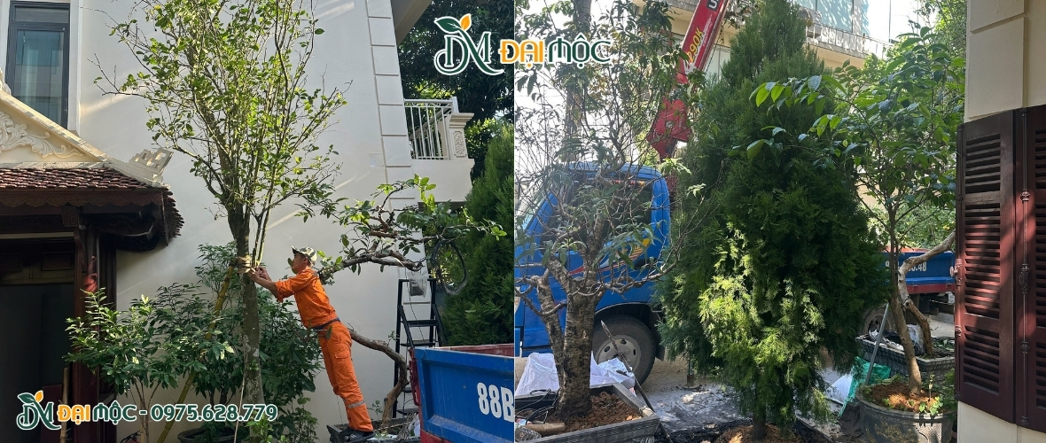 Dự án trồng cây cổ thụ cho biệt thự nội thành Hà Nội