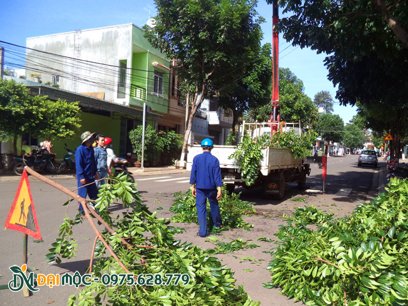 Dọn dẹp cành thải sau khi cắt tỉa cây xanh cổ thụ