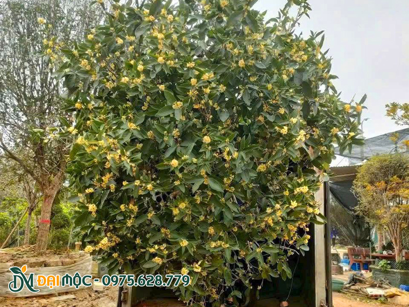 Mộc hương ta hoa vàng đường kính tán 4m
