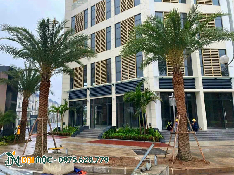 Những hàng cây chà là lâu năm trồng mặt tiền tòa nhà văn phòng