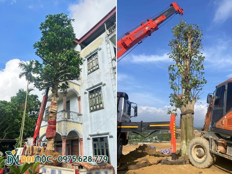 Thi công trồng cây bóng mát cho sân vườn biệt thự, dinh thự