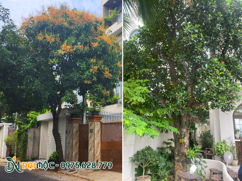 Cây cổ thụ trồng trước nhà biệt thự