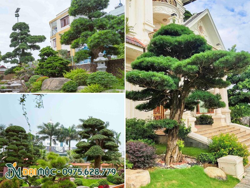 Cây tùng la hán cổ thụ trồng sân vườn biệt thự, resort cao cấp