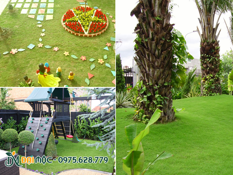 Thảm cỏ xanh tự nhiên trồng sân vườn, khuôn viên trường học