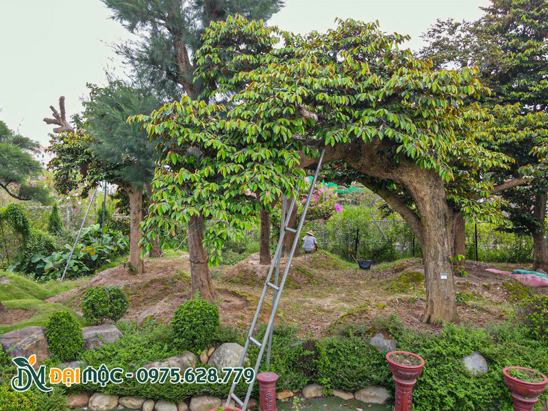 Cây vú sữa cổ thụ có giá trị phong thủy cao
