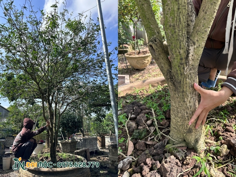 Gốc mộc hương cổ thụ 85 năm tuổi, vanh 50 cm