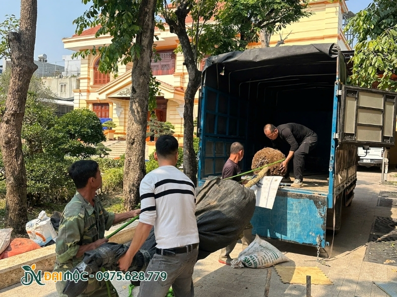 Cây hoàng đàn tuyết được hạ xuống từ xe tải