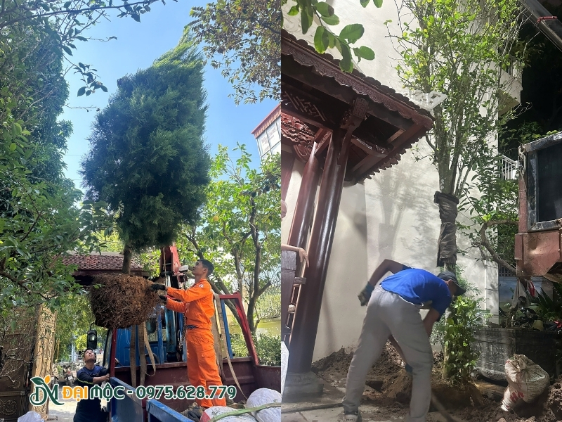 Cẩu và hạ cây vào đúng vị trí hồ trồng đã đào