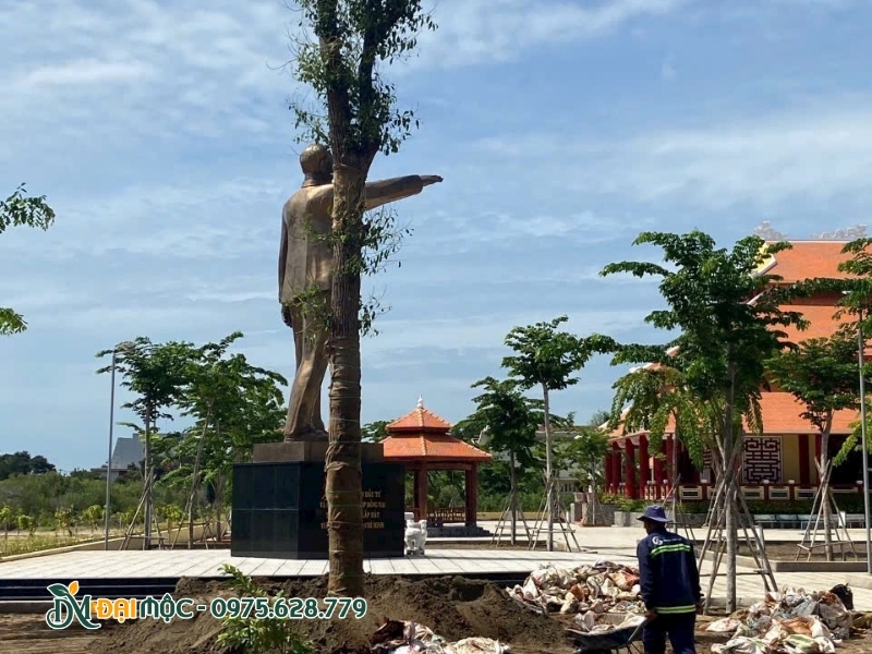 Cây long não được trồng ngay ngắn ở trụ sở cơ quan
