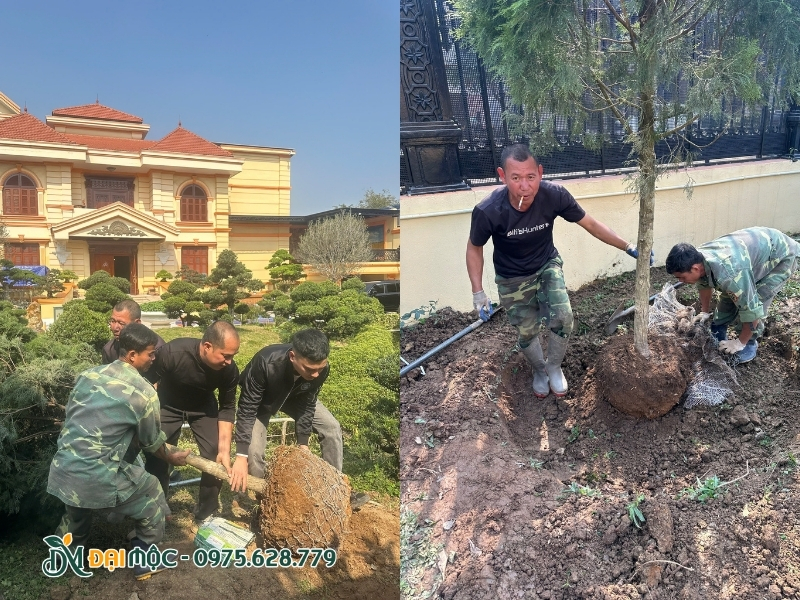 Thợ trồng hạ thổ cây hoàng đàn tuyết thật nhẹ nhàng