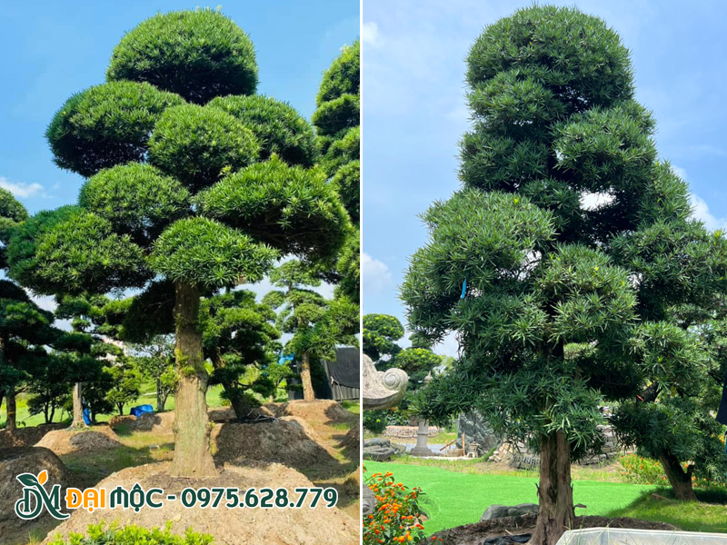 Hình ảnh hình thái tổng thể của cây tùng la hán cổ thụ