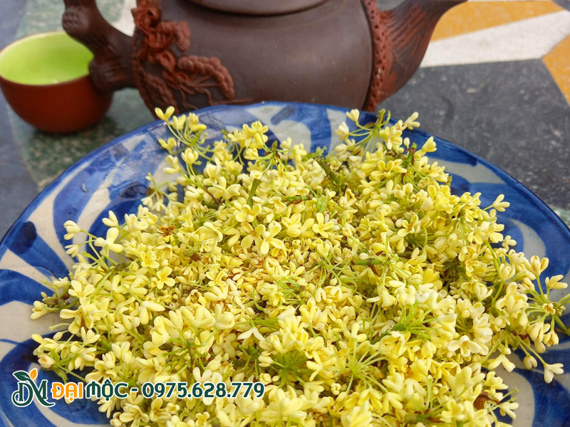 Hoa mộc hương dùng để pha trà
