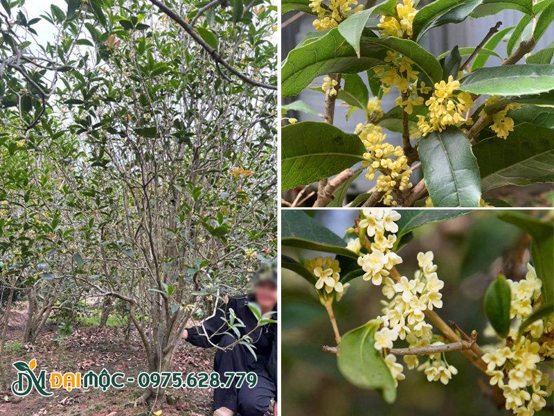 Hoa của cây mộc hương ta cổ thụ