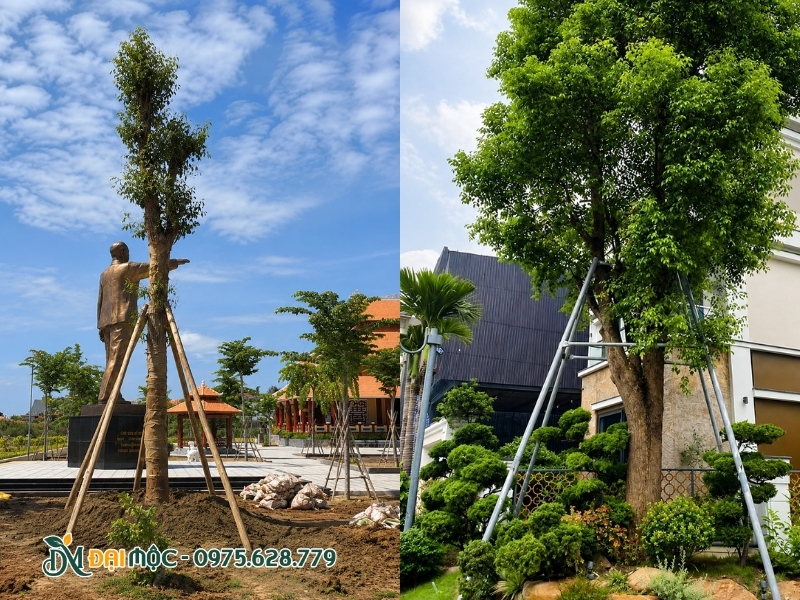 Hoàn thiện chống cọc cho cây long não cổ thụ