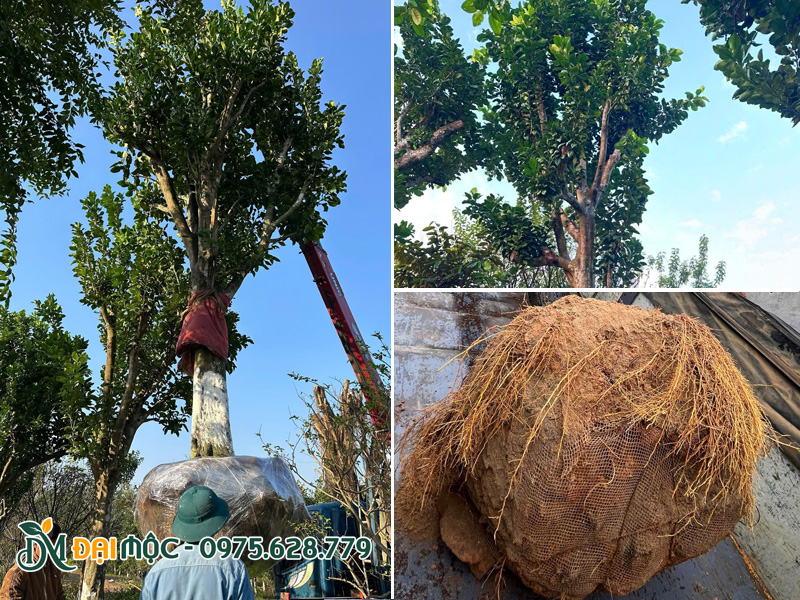 Cây bưởi cổ thụ đường kính gốc 35cm, chiều cao 6m