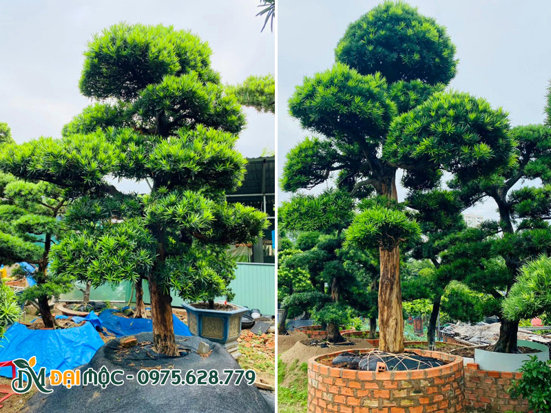 Những cây tùng la hán cổ thụ đang dưỡng tại vườn, chồi màu xanh non đang bật ra liên tục