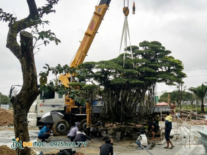 Cây được di dời đến địa điểm mới với phương án phù hợp