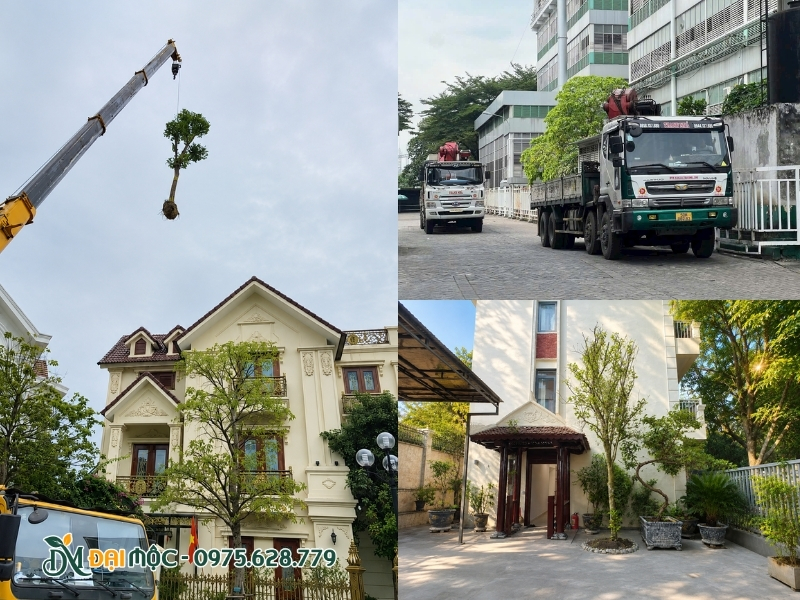 Thi công trồng cây, vận chuyển vào trong ngõ hẹp