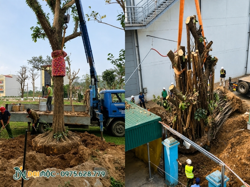 Thực hiện di dời cây cổ thụ kích thước siêu lớn