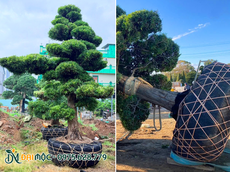 Cây tùng la hán đại thụ đã dâm ủ kỹ, bầu được bọc lưới kỹ trước khi đưa lên xe