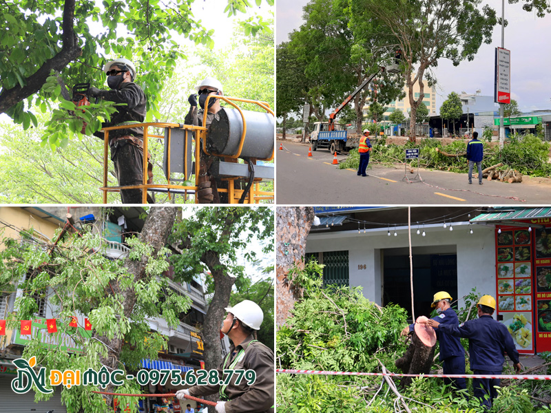 Quy trình kỹ thuật cắt tỉa cây xanh cổ thụ an toàn