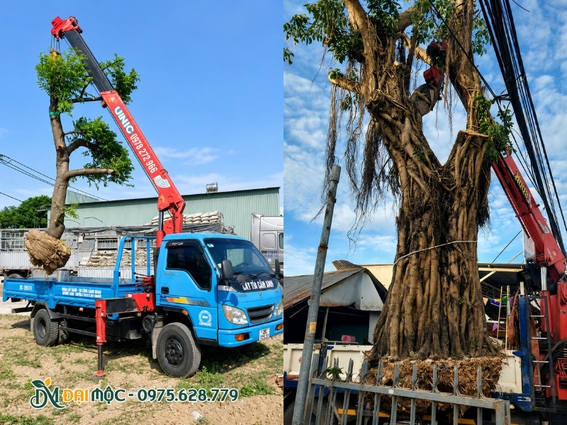 Di dời cây cổ thụ mọi kích thước chuyên nghiệp