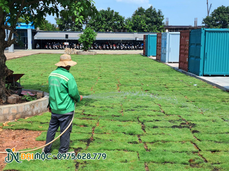 Công nhân đang tưới nước cho thảm cỏ Nhung Nhật diện tích vài chục mét vuông nhung nhật mới trải thảm