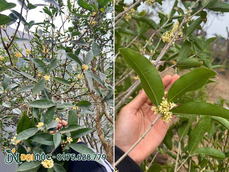 Lá cây mộc hương ta cổ thụ