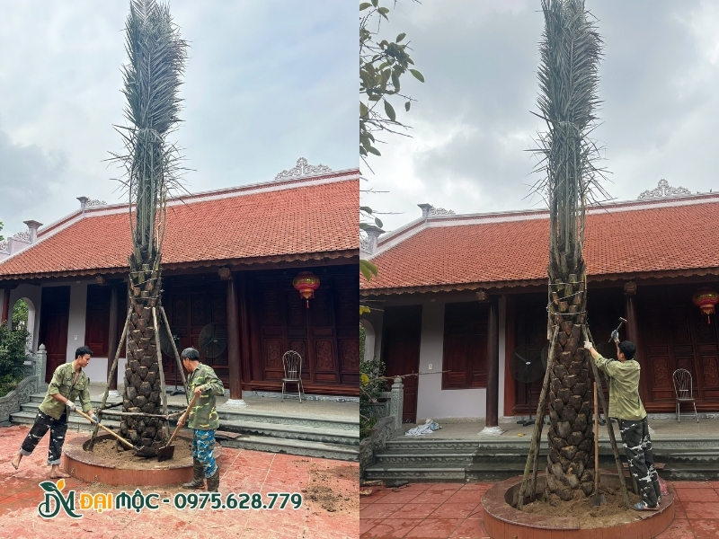 Nén đất và chống cọc cho cây chà là cổ thụ mới trồng