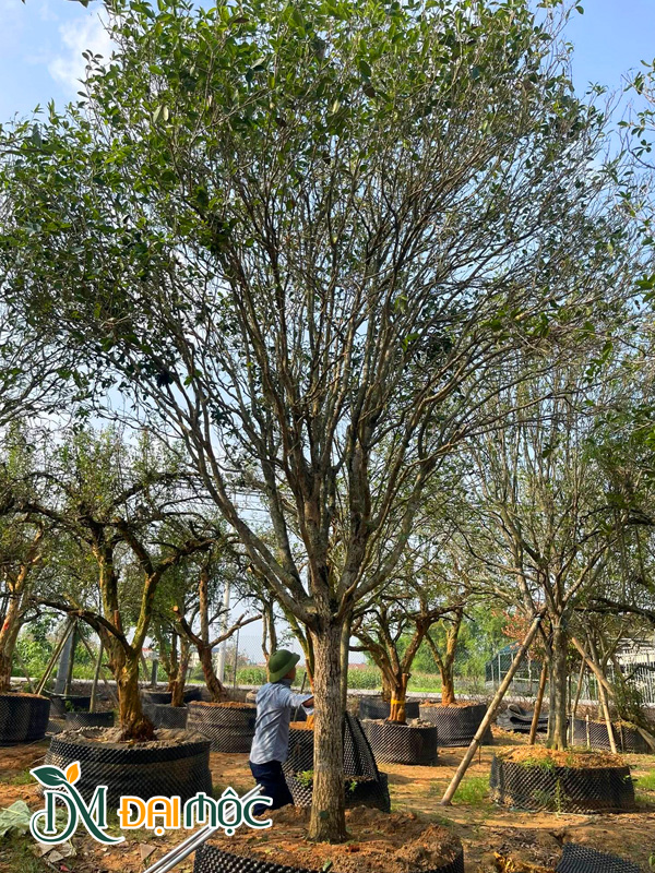 Cây mộc hương tàu cổ thụ cao 8m