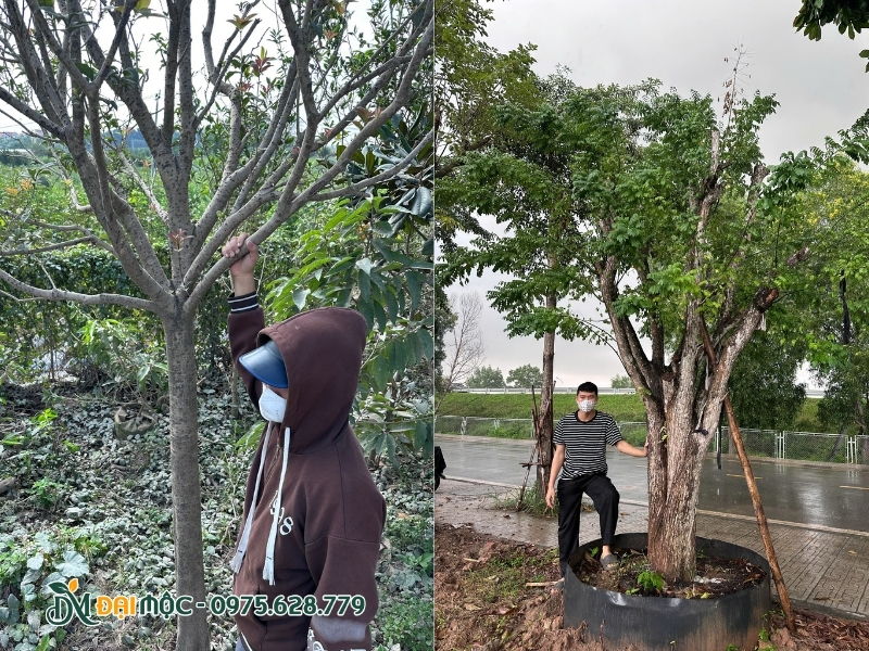 Cây hòe và mộc hương cho biệt thự
