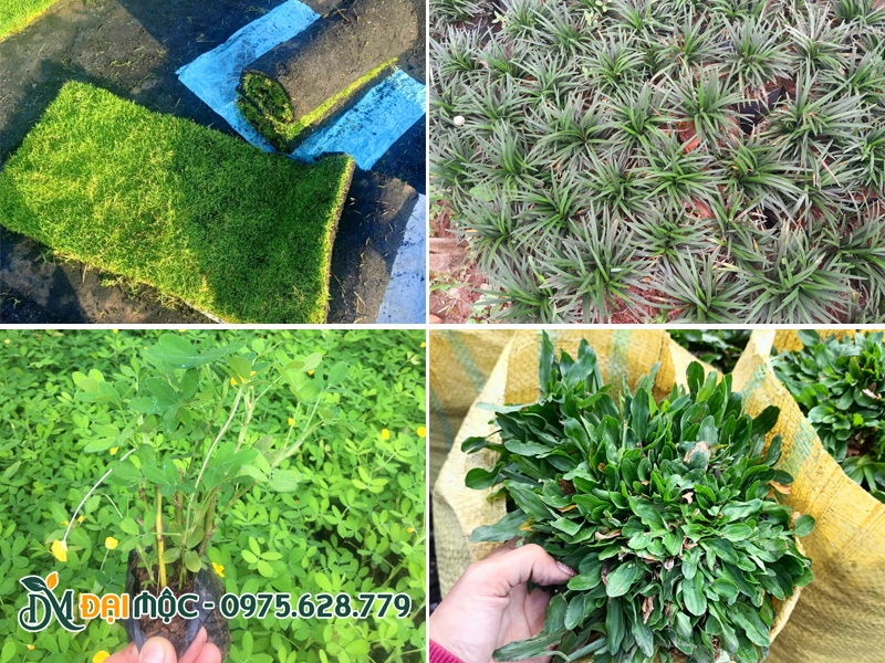 Cách loại cỏ trồng nền thảm phổ biến nhất hiện nay