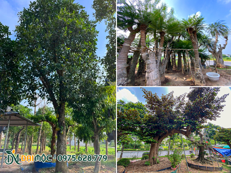 Cây cổ thụ đã thuần dưỡng kỹ thích hợp với sân vườn biệt thự