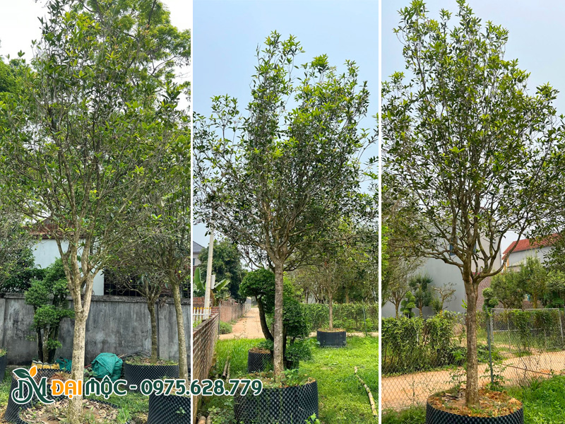 Cây mộc hương ta thoát thân cao hơn 1m