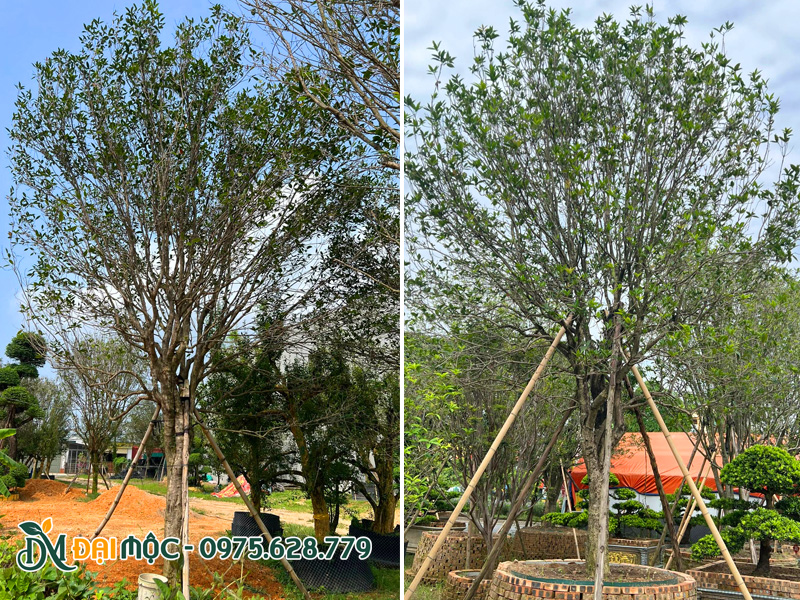 Cây mộc hương cổ thụ đường kính gốc 12 - 15cm, thoát thân cao 80cm - 1m