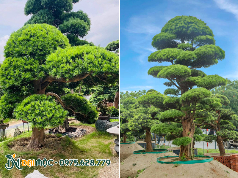 Vườn cây tùng la hán cổ thụ cao 4 - 5m
