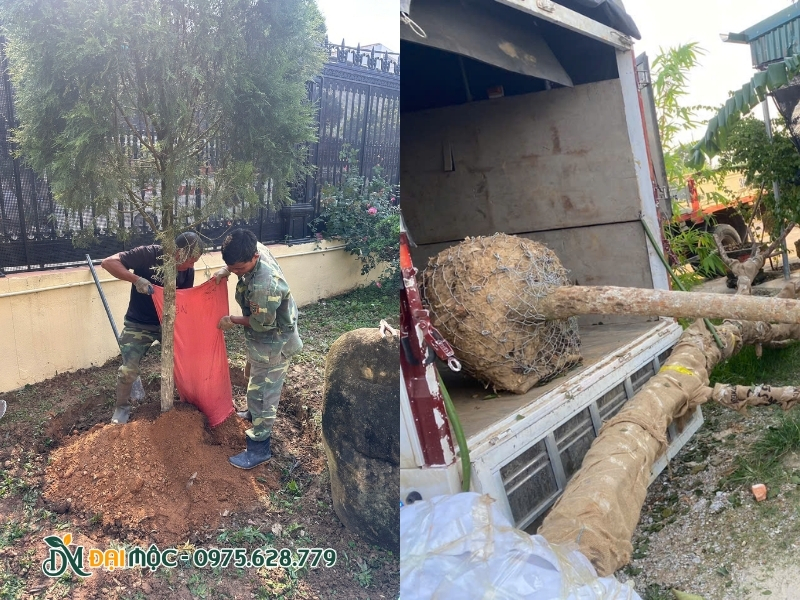 Nhân công trồng cây hoàng đàn tuyết cho biệt thự