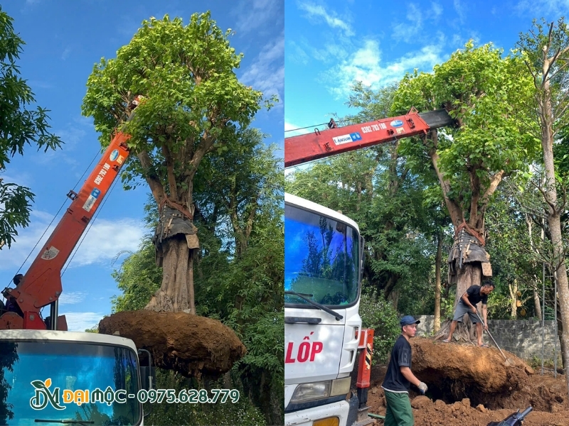 Dịch vụ di dời cây cổ thụ trọn gói hoàn toàn