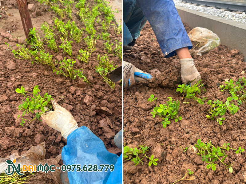 Công nhân đang tiến hành cấy cỏ lạc tiên