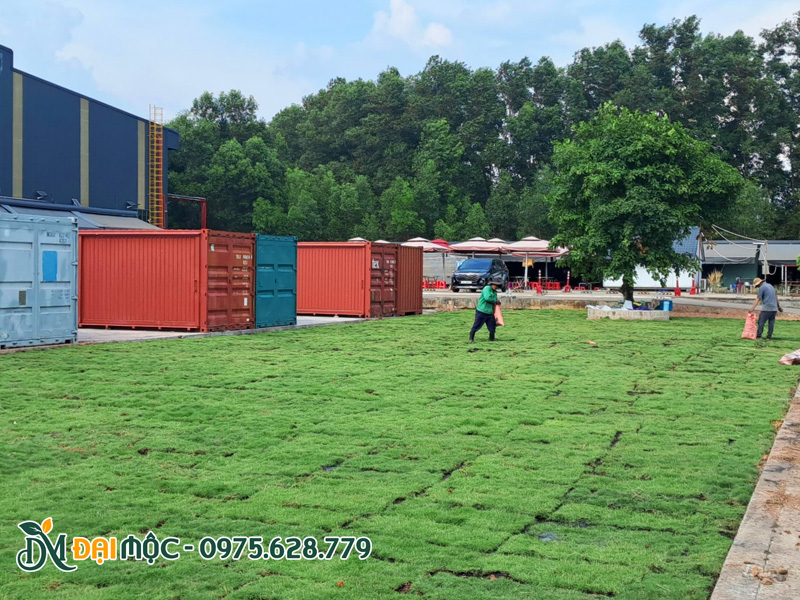 Dịch vụ trồng cỏ trải thảm cho các nhà máy, khu công nghiệp