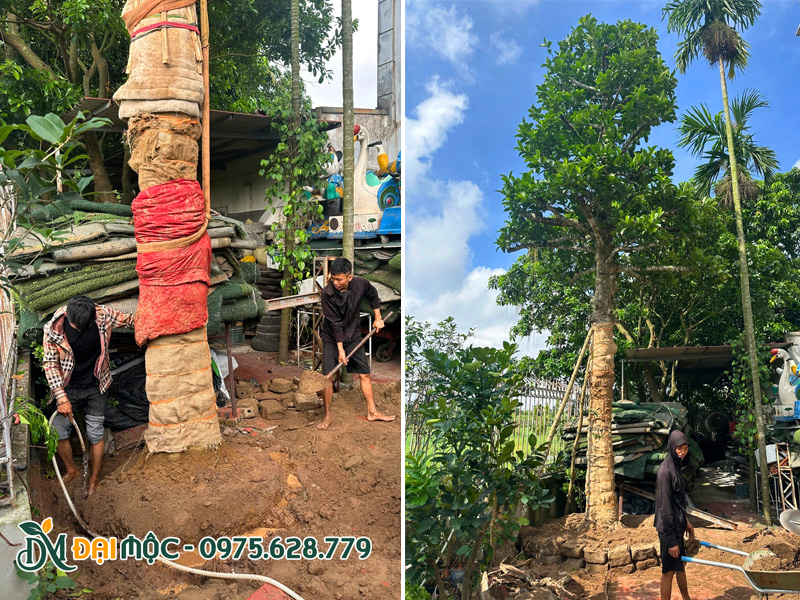 Thi công trồng cây chay cổ thụ đường kính gốc 35 - 40cm