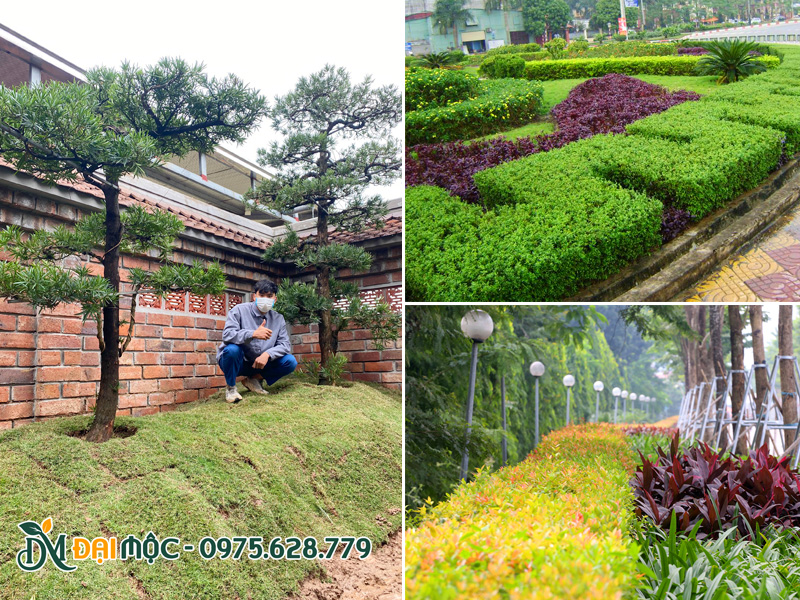 Thi công hạng mục thảm cỏ, trồng viền cho cảnh quan công trình