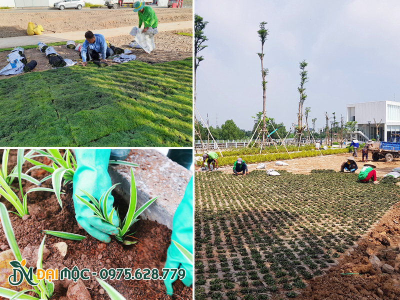 Thi công trồng cỏ cho dự án quy mô lớn