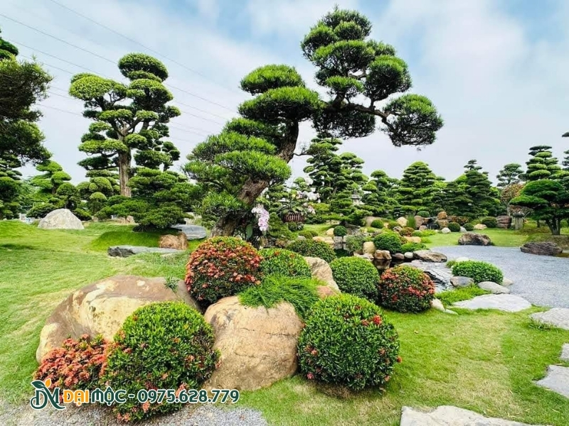 Sân vườn biệt thự có cây xanh dày đặc