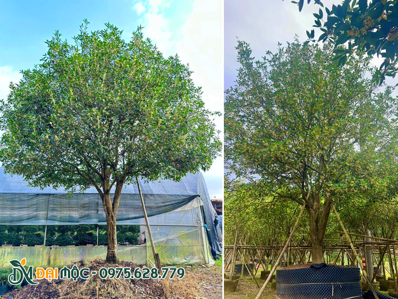 Cây hoa mộc hương ta cổ thụ đang nở rộ hoa