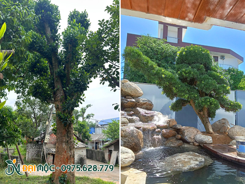 Cây đại thụ, cổ thụ trồng sân vườn có giá trị phong thủy cao
